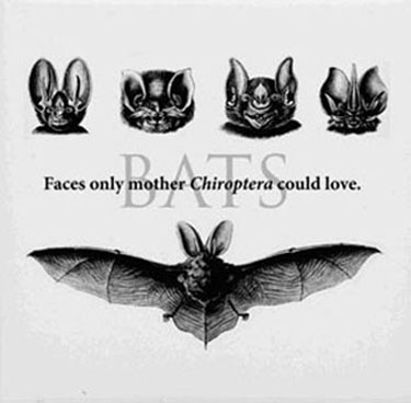 Faces only mother Chiroptera chould love